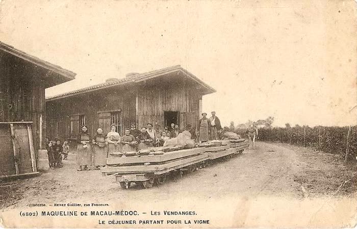 Carte postale ancienne des vendanges à La Maqueline, Macau-Médoc