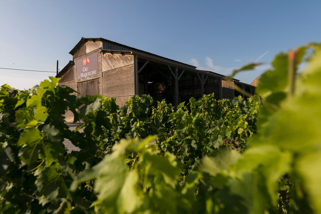 Le chai du Cru La Maqueline vu à travers les feuilles de vigne