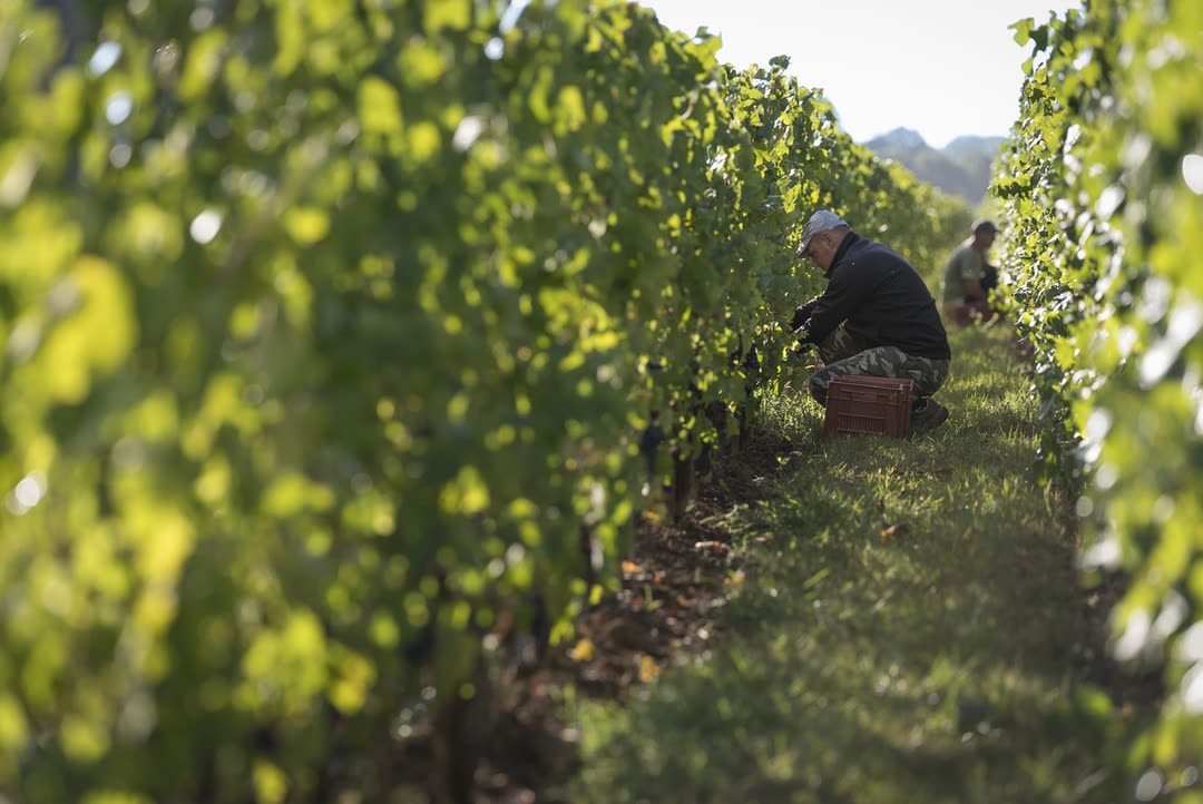 Vendangeur au travail dans un rang de vigne