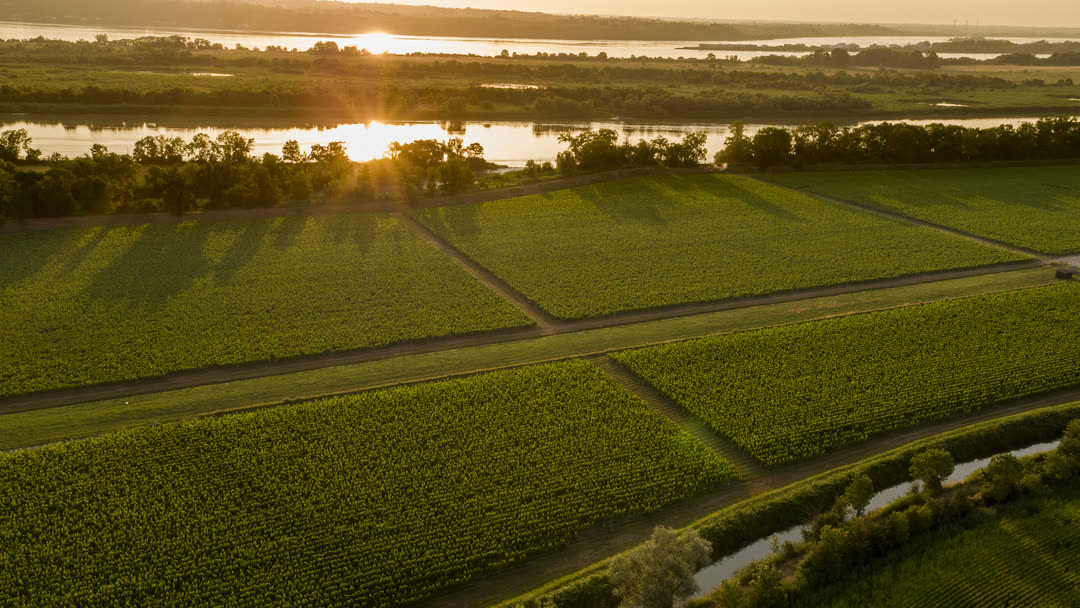 Lever de soleil sur l’estuaire et les parcelles du domaine