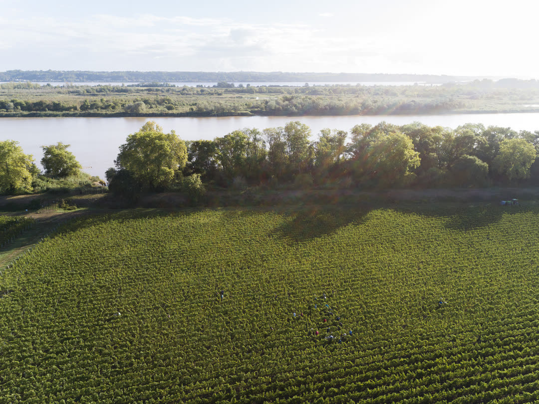 Les vignes du Cru La Maqueline vues du ciel, en bordure de la Gironde