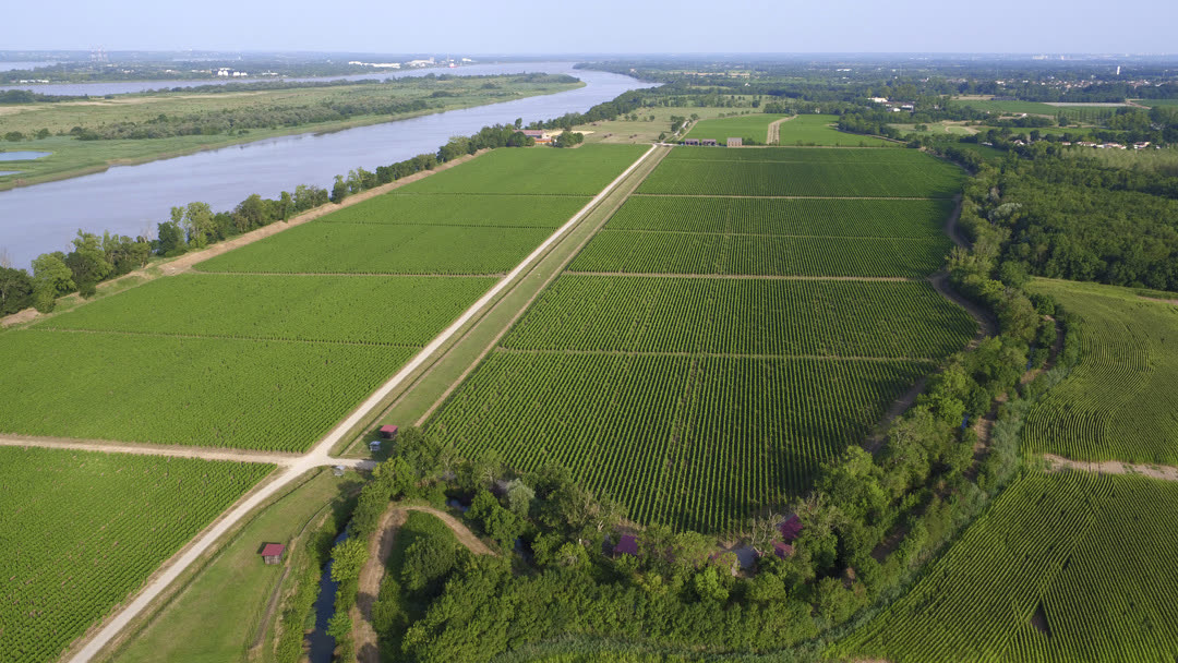 Vue aérienne des parcelles du Cru La Maqueline longeant la Gironde