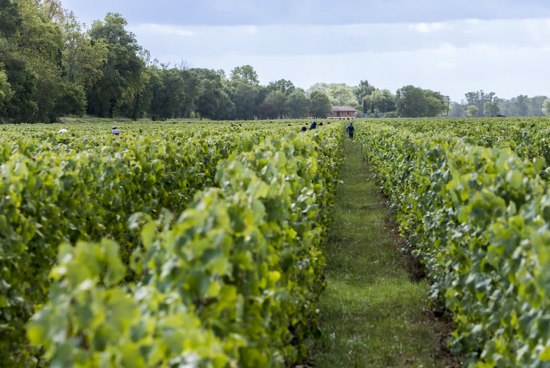 Vendangeurs entre les rangs de vigne du Cru La Maqueline